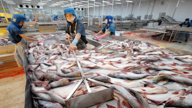 Xuất khẩu cá tra tăng mạnh  